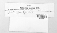 Triangularia anserina image